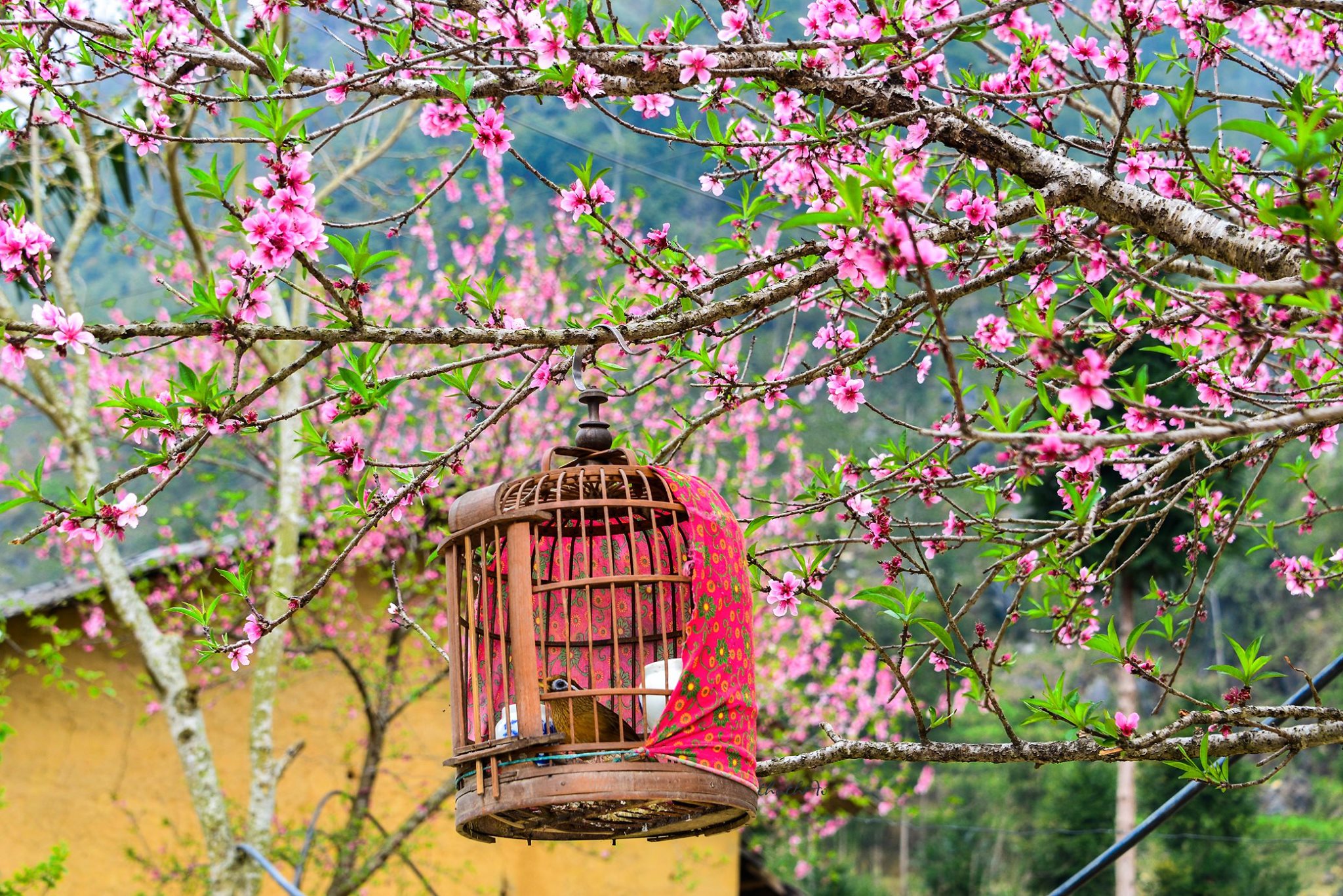 Thuê xe du lịch tận hưởng những mùa hoa đẹp nhất Hà Giang