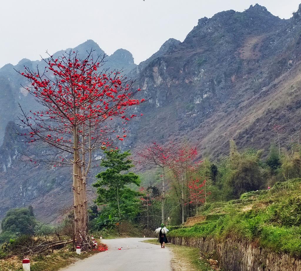 Thuê xe du lịch tận hưởng những mùa hoa đẹp nhất Hà Giang | Tin ...