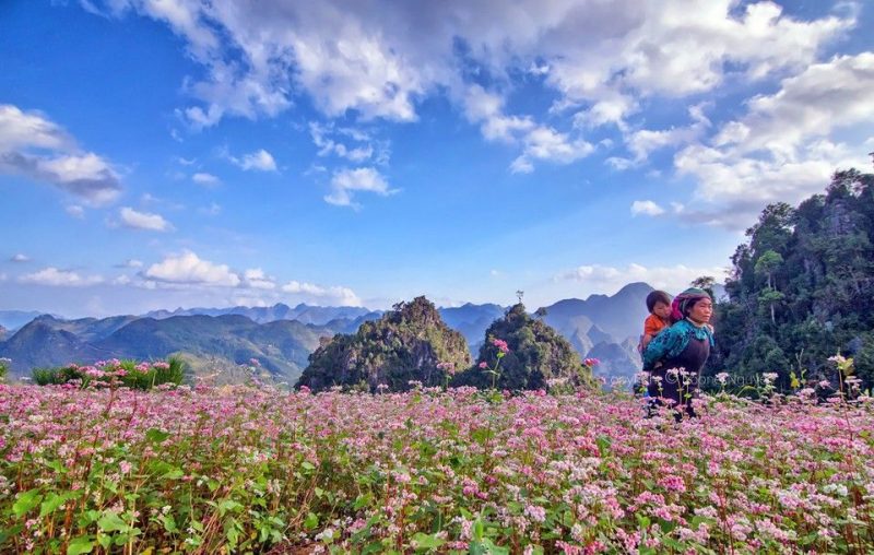 Những đồi hoa tam giác mạch đẹp tuyệt vời ở Hà Giang vào mùa thu