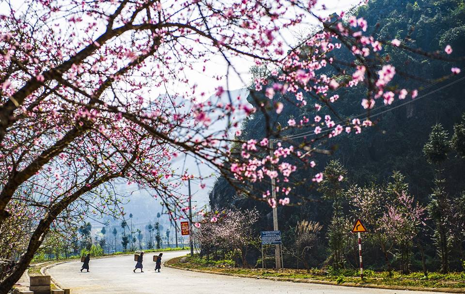 Hoa đào tại Hà Giang vào mùa xuân