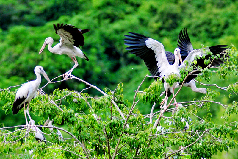 Vườn chim Thung Nham thu hút du khách trong và ngoài nước